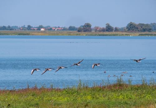 Gülper See