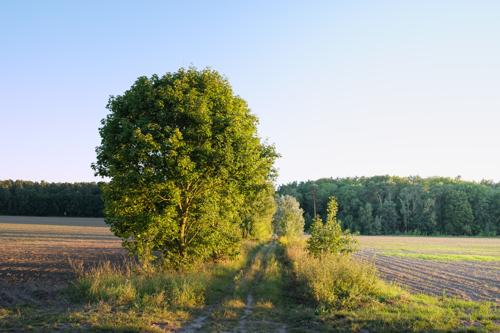 Gatower Heide