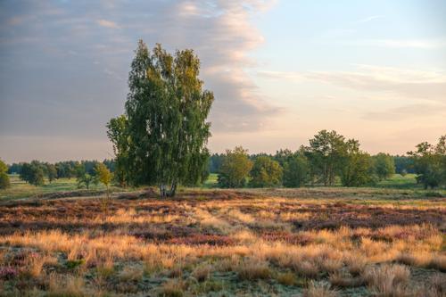 Sonnenaufgang in der Döberitzer Heide