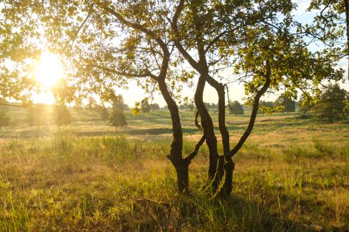 Sonnenaufgang in der Döberitzer Heide