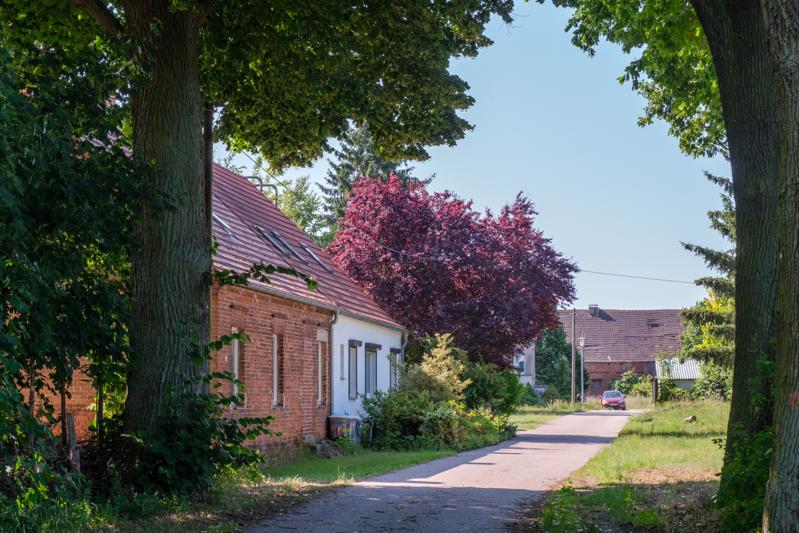 Alte Dorfbäume in Dickte